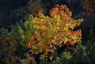Autumn atmosphere in Kleinwalsertal tree foliage