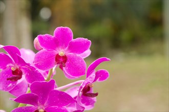 Purple vanda orchid flower in botanical garden, selective focus, copy space, malaysia, Kuching