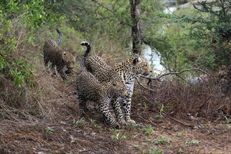 Leopard (Panthera pardus), adult, cubs, group, running, stalking, Sabi Sand Game Reserve, Kruger