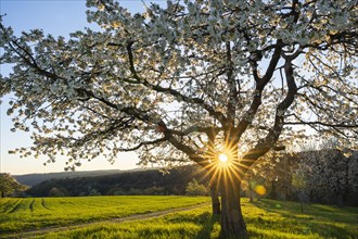 Landscape with white blossoming fruit trees in a meadow in spring, a tree in the foreground. The