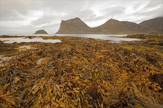 Seaweed at low tide in Haukland Bay in Lofoten. View towards Veggen mountain