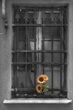 Barred window decorated with a plastic sunflower, historic centre of Genoa, Italy, Europe