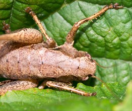 Dark bush-cricket (Pholidoptera griseoaptera) or common bush cricket, female, sitting on bramble