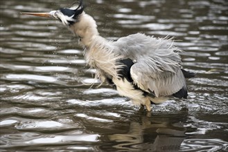 Grey heron (Ardea cinerea cinerea) stands in shallow water and shakes water out of its feathers,