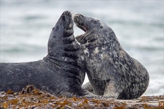 Grey seal, Heligoland