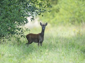 European roe deer (Capreolus capreolus), roebuck standing on a forest path, wildlife, Thuringia,