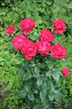 Red roses growing in garden. Beautiful flowers blossom in bush garden. Beautiful flowers of rose