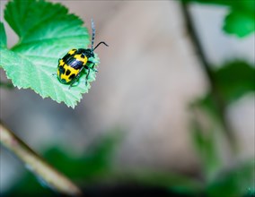 Closeup of yellow and and black beetle resting on green leaf with soft blurred background