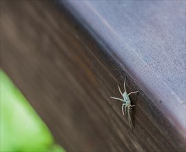 Small light brown spider on wooden fence rail holding legs in air as an act of self defense
