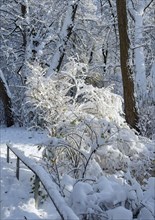 Winter impression, English Garden, Munich, Bavaria, Germany, Europe