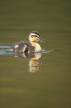 Mallard duck (Anas platyrhynchos) juvenile duckling on a lake, Norfolk, England, United Kingdom,