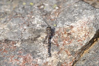 Zigzag darner (Aeshna sitchensis) sitting on a rock, dragonfly, close-up, nature photograph, Tinn,
