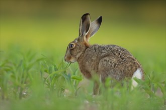 Brown hare (Lepus europaeus) adult animal feeding in a farmland maize crop, Norfolk, England,