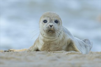 Common or Harbor seal (Phoca vitulina) juvenile baby pup on a beach, Norfolk, England, United