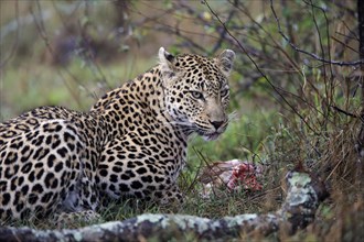 Leopard (Panthera pardus), adult, on ground, with prey, Sabi Sand Game Reserve, Kruger NP, Kruger