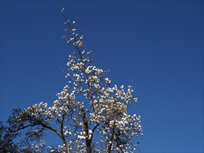 Tree flowers over blue sky