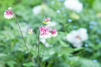 Beautiful columbine or aquilegia pink flowers in the garden, selective focus