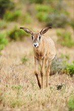 Roan Antelope (Hippotragus equinus) youngster in the dessert, captive, distribution Africa