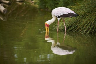 Yellow-billed stork (Mycteria ibis) standing in the water looking for food, captive