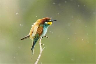 European bee-eater (Merops apiaster) sitting on a branch in the rain, France, Europe