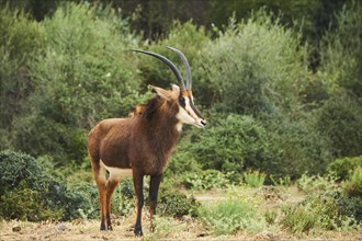 Sable antelope (Hippotragus niger) in the dessert, captive, distribution Africa
