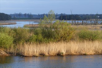 Wetland biotope in the Peene valley, waterlogged meadows, rare habitat for endangered plants and