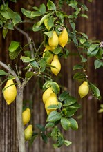 Lemon tree with blossoms and fruit, Limone sul Garda, Lake Garda, Province of Brescia, Lombardy,