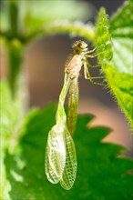 A newly hatched dragonfly sits on a leaf of a stinging nettle, stinging nettle (Urtica dioica), and