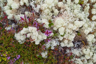 Broom common heather (Calluna vulgaris), true reindeer lichen (Cladonia rangiferina), nature