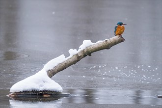 Common kingfisher (Alcedo atthis) sitting on a snow-covered branch above a frozen water surface,