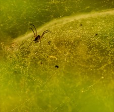 Closeup of small brown transparent spider crawling in its web with a soft blurred green background