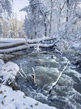 Snowfall after heavy snowfall, English Garden, Munich, Bavaria, Germany, Europe