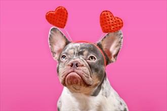 Merle French Bulldog dog wearing Valentine's Day headband with hearts on pink background