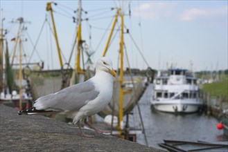 European herring gull (Larus argentatus) in front of shrimp cutter at the harbour of Greetsiel,