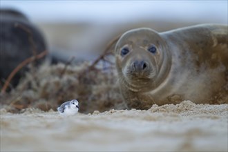 Grey seal (Halichoerus grypus) adult watching a Sanderling (Calidris alba) bird on a beach,