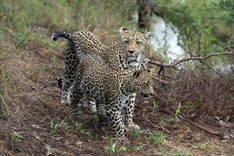 Leopard (Panthera pardus), adult, young, alert, Sabi Sand Game Reserve, Kruger NP, Kruger National