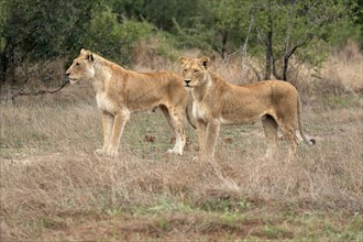 Lion (Panthera leo), adult, female, two females, vigilant, Sabi Sand Game Reserve, Kruger National