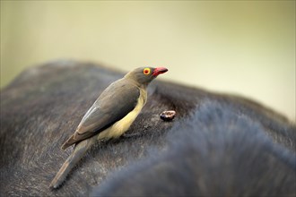 Red-billed oxpecker (Buphagus erythrorhynchus), adult on host animal, symbiosis, Kruger National