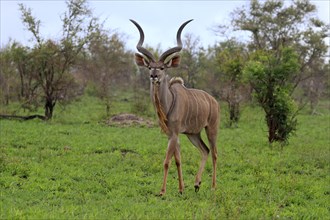 Greater Kudu, zambezi greater kudu (Strepsiceros zambesiensis), adult, male, foraging, Kruger