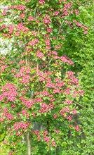 Hawthorn shrub with beautiful red flowers. in the garden