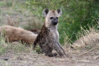 Spotted hyena (Crocuta crocuta), young animal, at the den, vigilant, Kruger National Park, Kruger