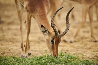 Impala (Aepyceros melampus), buck, portrait, in the dessert, captive, distribution Africa