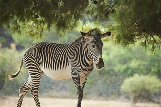 Plains zebra (Equus quagga) in the dessert, captive, distribution Africa