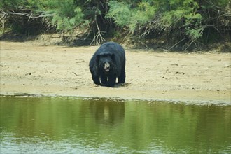 American black bear (Ursus americanus), captive, distribution North America