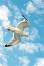 European herring gull (Larus argentatus), flying in front of summer sky with clouds, gull in flight