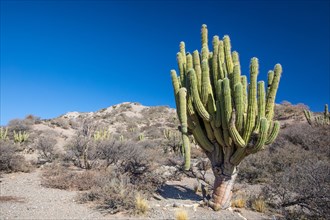 Neoraimondia herzogiana cactus