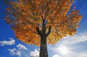 Backlit photograph of a maple (Acer) in autumn, Bavaria, Germany, Europe