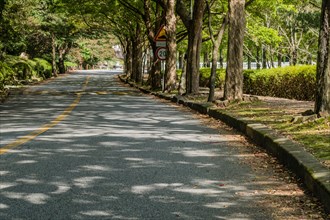 Two lane rural road shaded by large shade trees in mountain park in Gimje-si, South Korea, Asia