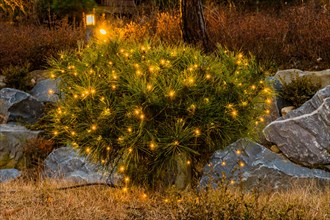 Night view of small evergreen shrub in front of boulders decorated with small yellow Christmas