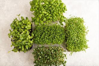 Set of boxes with microgreen sprouts of green basil, pea, cilantro, sunflower, watercress on gray